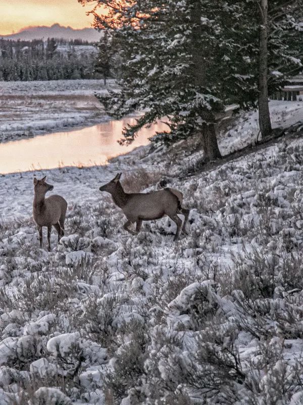 How Stunning is Yellowstone in Winter?