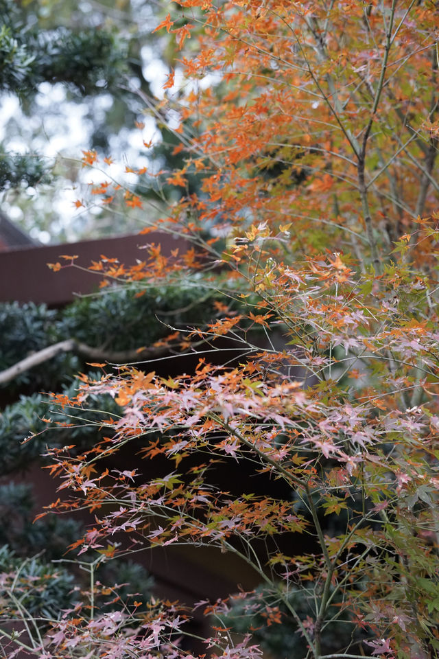 雲門寺的葉子終於紅了！
