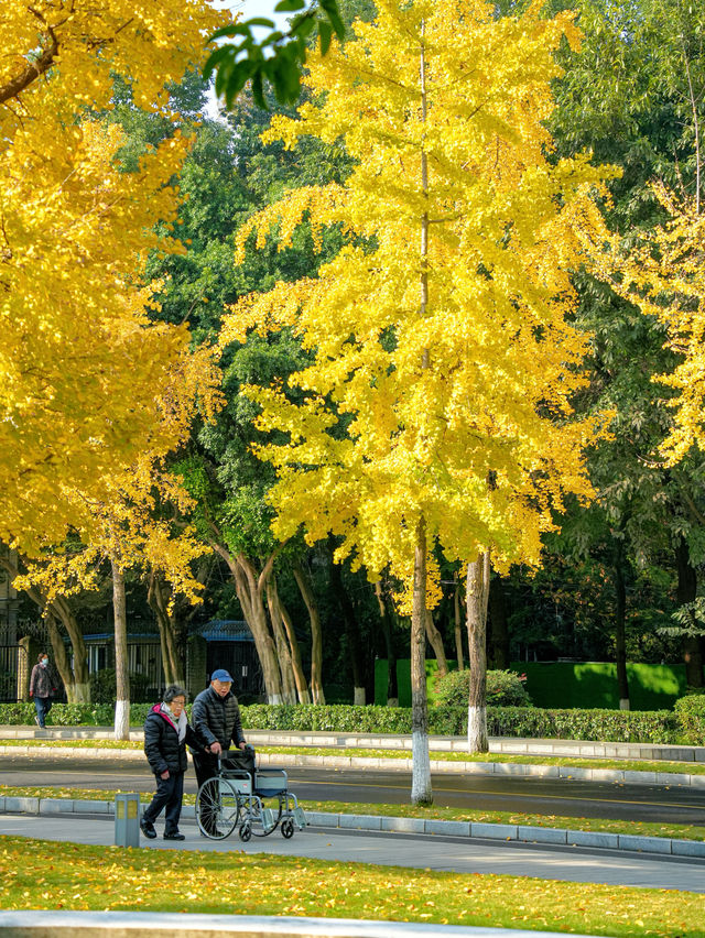 成都！四川大學望江校區的銀杏濃度已達10000%！