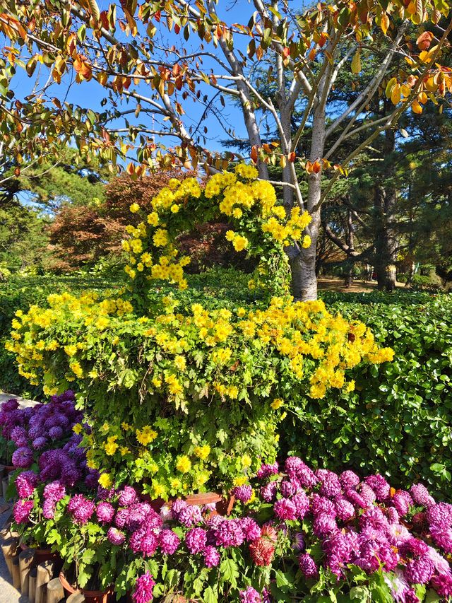 每年來中山公園和菊花約會吧