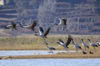 2,500隻黑頸鶴，10萬隻鳥類，草海越冬
