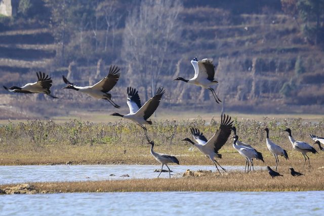 2,500隻黑頸鶴，10萬隻鳥類，草海越冬