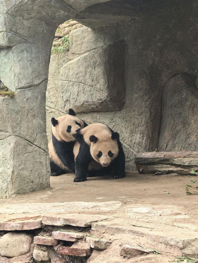 大熊貓基地