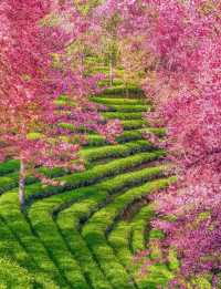 2. 《雲南無量山櫻花谷：開啟夢幻冬日的粉色花約》