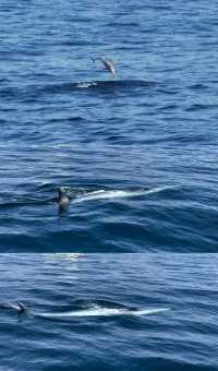 Magical Experience of Whale Watching in Mirissa