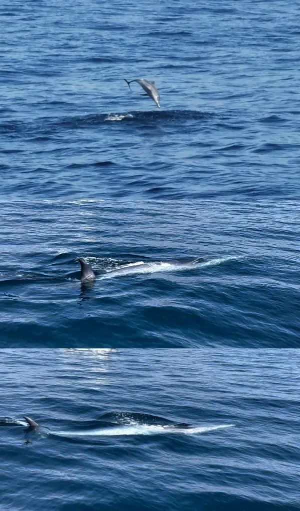 Magical Experience of Whale Watching in Mirissa