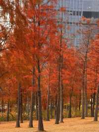 別去擠大夫山了…這裡一片落羽杉大面積紅了！