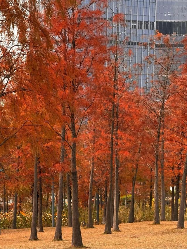 別去擠大夫山了…這裡一片落羽杉大面積紅了！