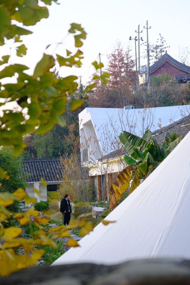 為了這片絕美銀杏…來了一趟永嘉銀泉村