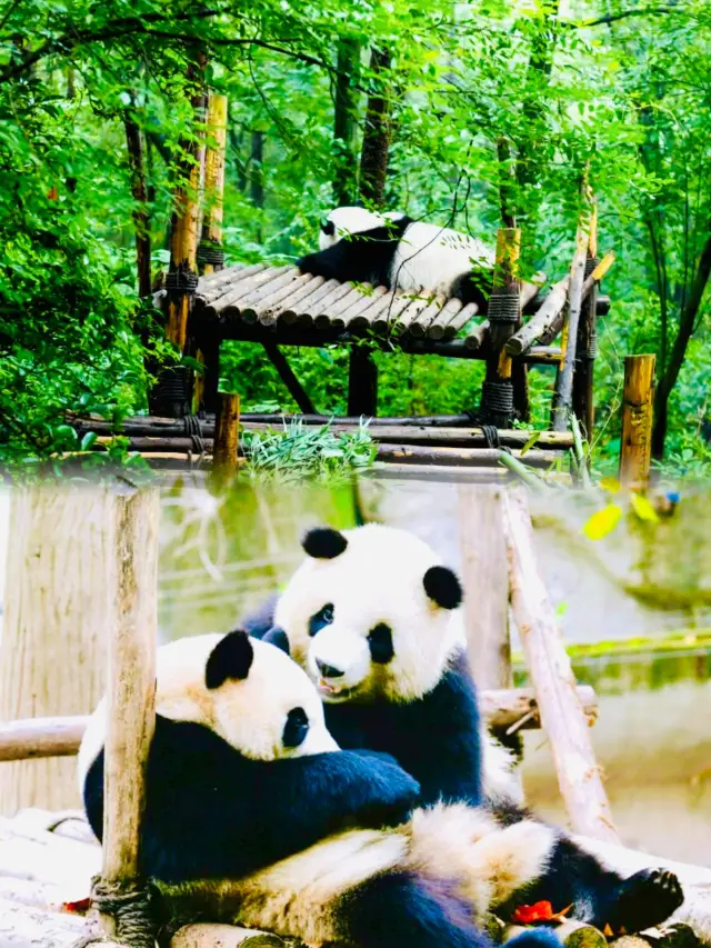One-day panda base itinerary!