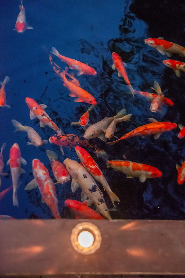 喺肇慶星湖旁嘅民宿，品茶餵魚兩不誤