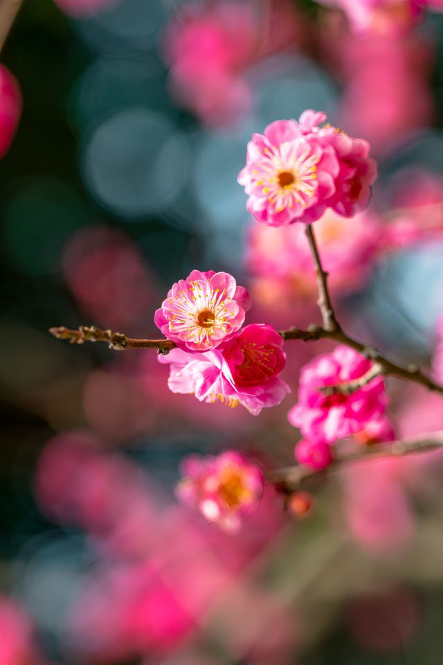 成都｜今日實拍！望江樓公園的梅花已經開爆啦