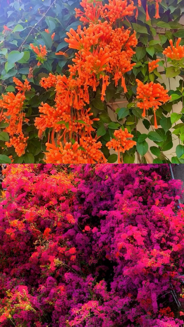 超好拍炮仗花瀑布仲有三角梅盛放！