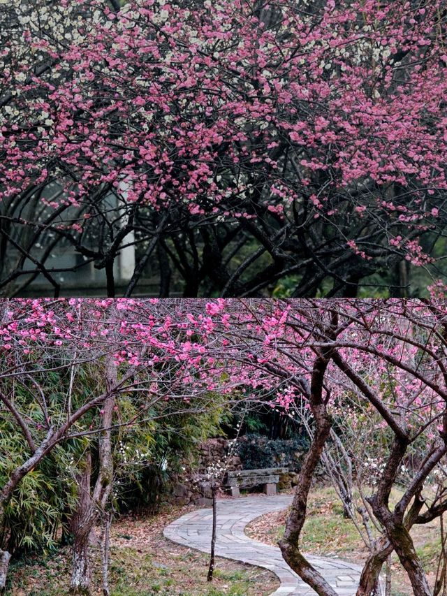 西溪濕地春日尋梅記：邂逅一場浪漫的春日之約