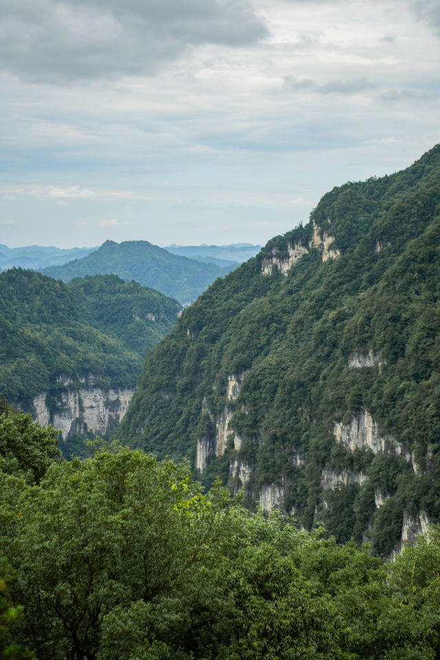 我在畢節找到一個原始森林高原峽谷秘境｜大方油杉河景區