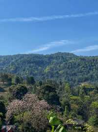 西雙版納南糯山，茶山十公里「慢搖」路線！