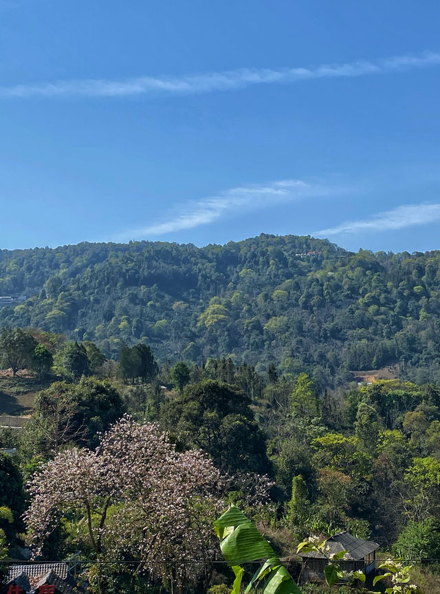 西雙版納南糯山，茶山十公里「慢搖」路線！