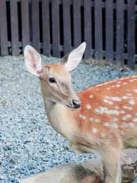 鄭州｜銀基動物王國｜中原腹地的狂野奇遇
