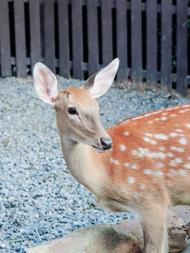 鄭州｜銀基動物王國｜中原腹地的狂野奇遇