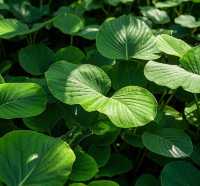 闖入莫奈花園的夏日奇遇｜武漢植物園保姆級避世指南