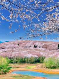 貴州平壩櫻花園的3-4月賞花攻略，賞花不迷路