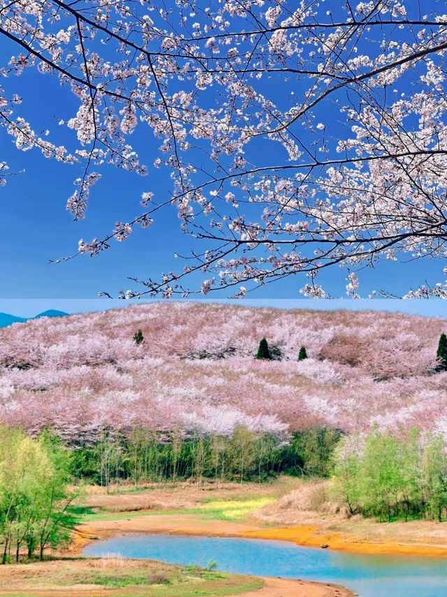 貴州平壩櫻花園的3-4月賞花攻略，賞花不迷路