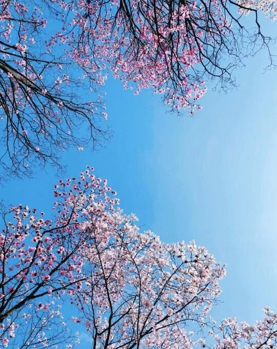 辛夷花花期即將來臨賞花攻略收好