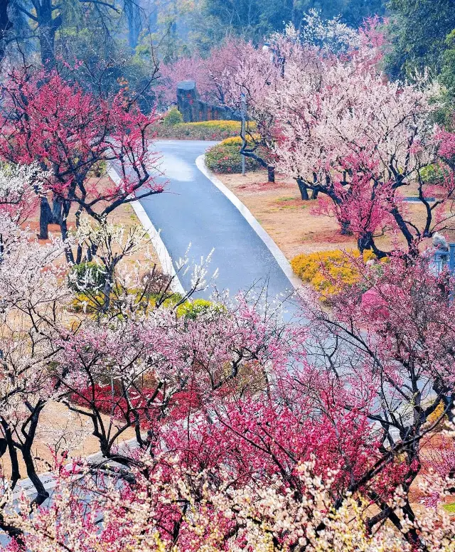 삼림공원 매화 만개, 반려동물 동반 가능, 무료 입장