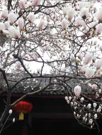 成都這家寺廟藏著玉蘭花的春天