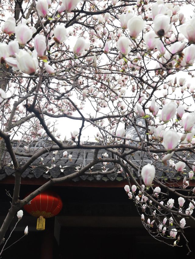 成都這家寺廟藏著玉蘭花的春天
