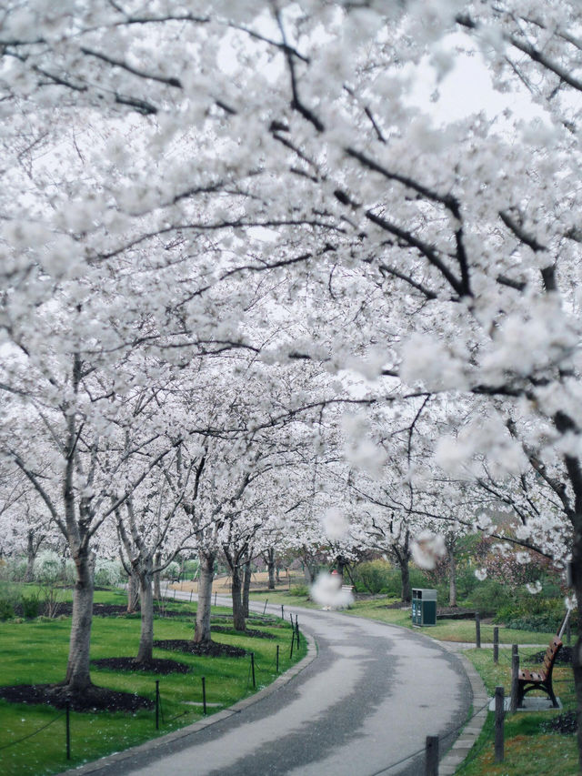 🌸上海櫻花必打卡路線
