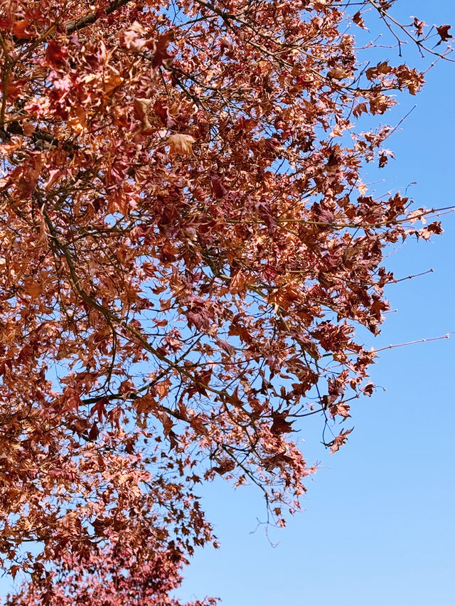 西大門紅葉之旅：秋日的浪漫與靜謐🍁🍂