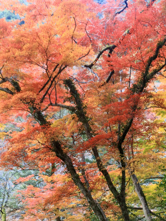 繁花似錦：在萁面公園的靜謐漫步