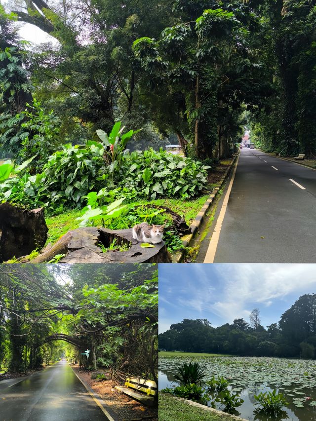 探索印尼茂物市植物園，邂逅綠野仙蹤