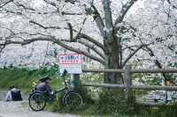 Discover the Hidden Cherry Blossom Gem of Saho River in Nara