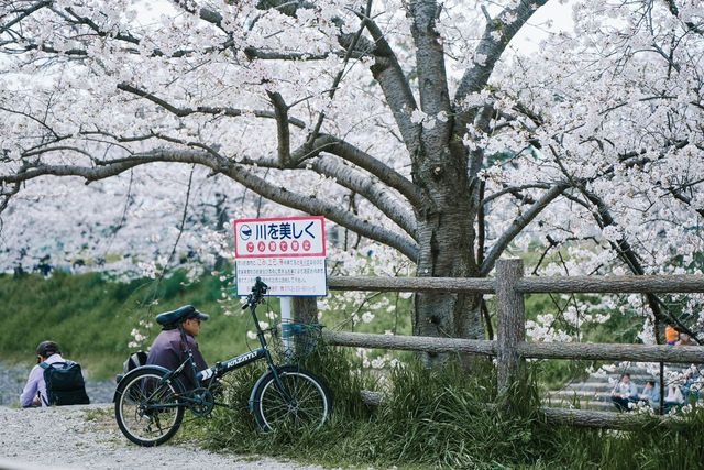 Discover the Hidden Cherry Blossom Gem of Saho River in Nara