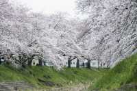 Discover the Hidden Cherry Blossom Gem of Saho River in Nara