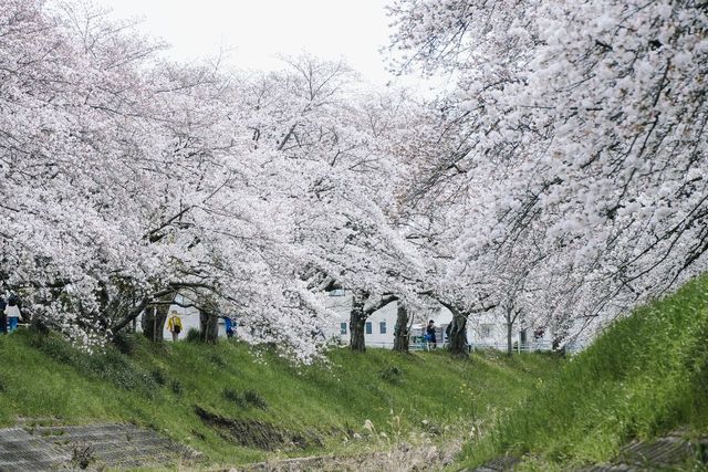 Discover the Hidden Cherry Blossom Gem of Saho River in Nara