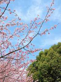 花為媒，南浦大橋你就「娶」咗佢啦！