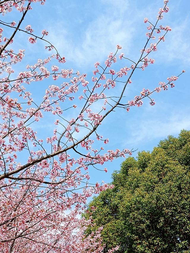 花為媒，南浦大橋你就「娶」咗佢啦！