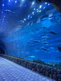 灞橋海洋公園｜體驗絲綢之路上的海洋世界