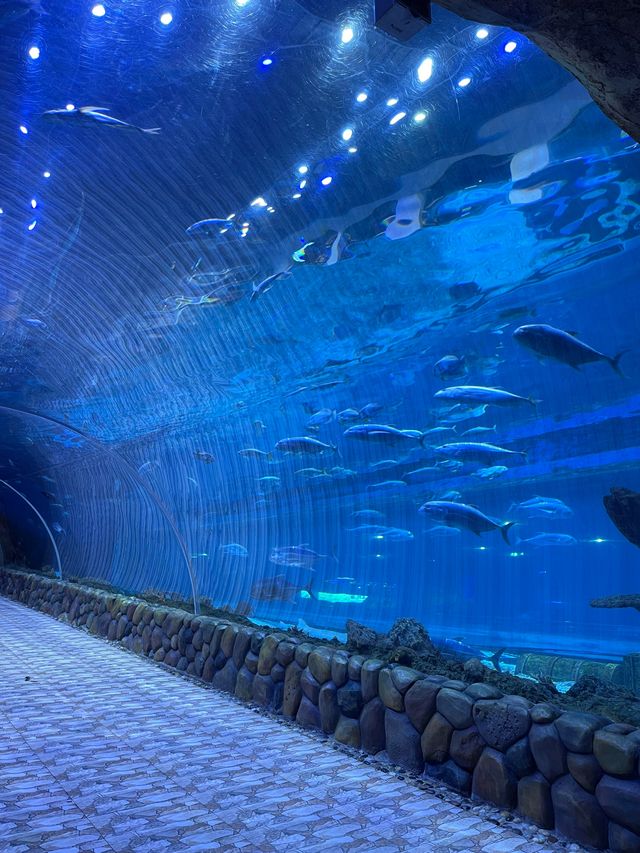 灞橋海洋公園｜體驗絲綢之路上的海洋世界