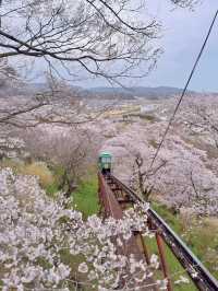 千本櫻舞，春染白石川