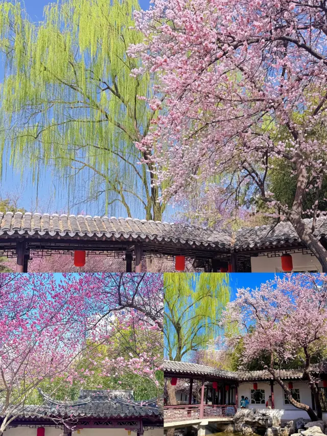 3.23 Live Update: The Apricot Plums at Zizhuyuan Park Are Truly Breathtaking