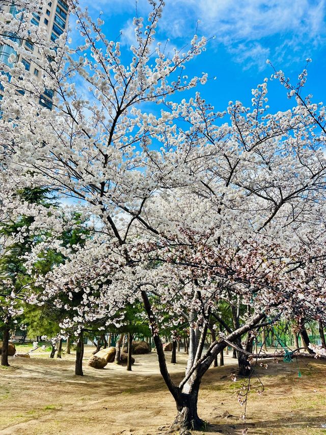 北京賞花了