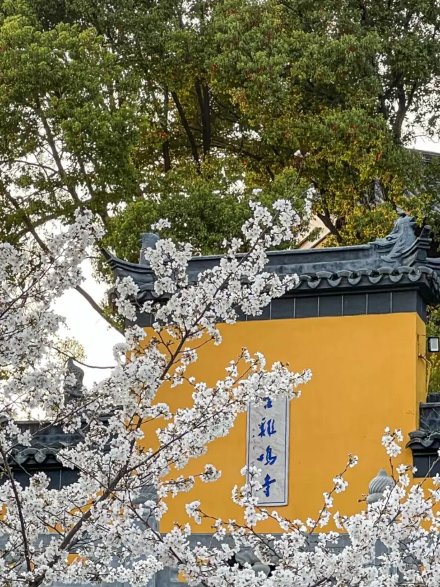 Nanjing's spring is a limited romance bestowed by cherry blossoms.