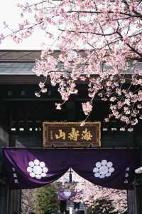 春分の日に花を楽しむ