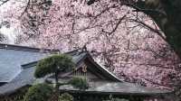 春分の日に花を楽しむ