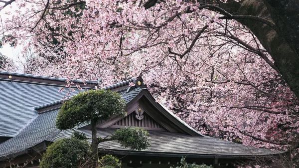 春分の日に花を楽しむ