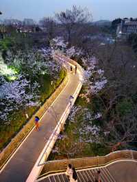 南京賞櫻花｜本地人才知道的免費夜櫻花海 - 觀音門